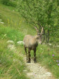 euprasie_v12_c002004.jpg