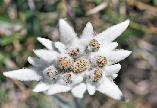 euprasie_v12_c010001.jpg